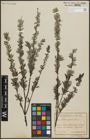 Foto von Salix repens subsp. rosmarinifolia (L.) Andersson